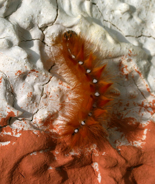 Acronicta aceris